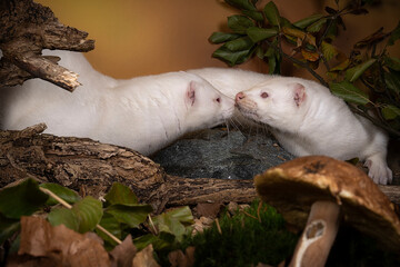 Two White European minks or nerts from a fur farm in an autumn forest landscape