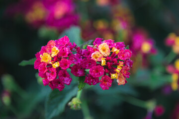 small fragile flower with beautiful smooth petals on a background of a green garden. flower with raindrops