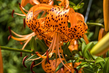 Tiger lily