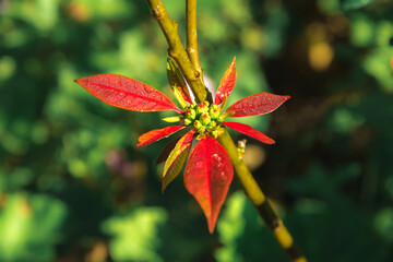 small fragile flower with beautiful smooth petals on a background of a green garden. flower with raindrops