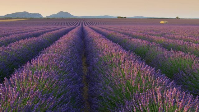 Magnificent flowering lavender fields stretching into the horizon. Panning shot at sunrise of purple lavender flowers in Provence, France