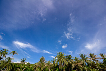 Fototapeta na wymiar Coconut trees with tropical blue cloudy sky background 