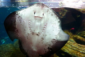 Fototapeta premium Smiling Batoidea under water. Batoidea is a superorder of cartilaginous fishes commonly known as rays