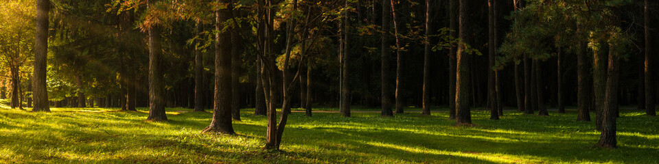 beautiful city park in an early September morning with a manicured lawn, tall pine trees and lateral sunshine with oblique sunbeams and highlights on the grass. scenic wide panoramic view