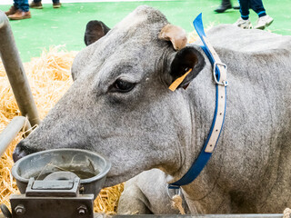 Blue of north race cows looking at the international agriculture meeting at Paris