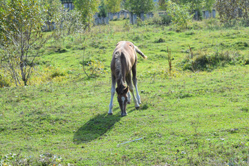 horse in the field