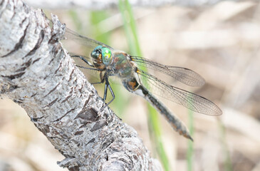 American Emerald Dragonfly (Cordulia shurtleffii) Perched on a Tree in the Mountains of Colorado
