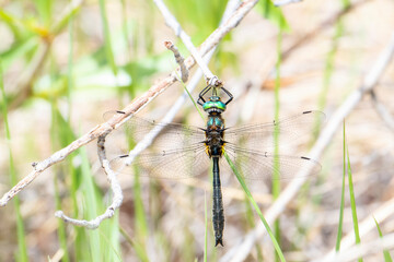 American Emerald Dragonfly (Cordulia shurtleffii) Hanging from a Tree Limb in the Mountains of Colorado