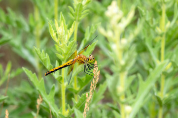 An Adult Female Band-winged Meadowhawk (Sympetrum semicinctum) Dragonfly Perched on Flowering Vegetation in Colorado