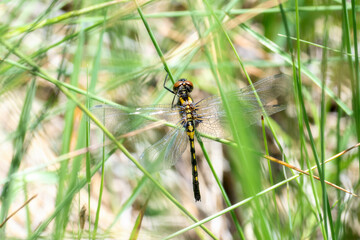 A Female Belted Whiteface Dragonfly (Leucorrhinia proxima) Perched on Green Vegetation at a Lake in the Mountains of Colorado