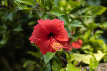Close up of red hibiscus. Tropical flower on natural green background. Bali