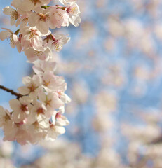 Pretty and cute white cherry blossom (sakura) against blue sky wallpaper background, Okayama, Japan