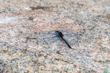 A Belted Whiteface Dragonfly (Leucorrhinia proxima) Perched at a Lake in the Mountains of Colorado