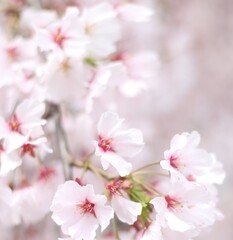 Naklejka na ściany i meble Beautiful and cute sakura (cherry blossom) wallpaper background