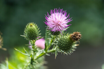 Thistles