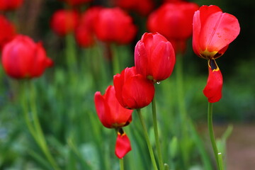 red and yellow tulips