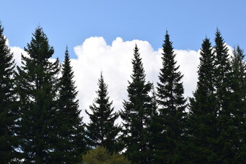 pine forest in winter