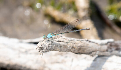 A Female Blue-fronted Dancer (Argia apicalis) Damselfly Perched on a Log Near Water in Colorado