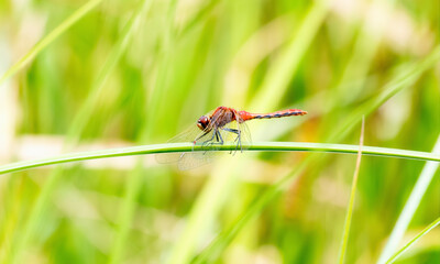Adult Male Cherry-faced Meadowhawk (Sympetrum internum) Dragonfly Perched on Green Vegetation at a Marsh in Colorado