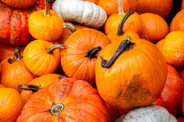 Pumpkins for autumn celebration decoration.  North Vancouver BC Canada
