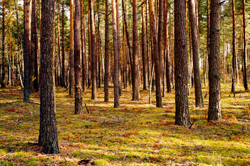 Autumn pine forest. Pine tree trunks on yellow moss in sunlight in the forest. Bright forest autumn landscape. Walk in the forest in autumn
