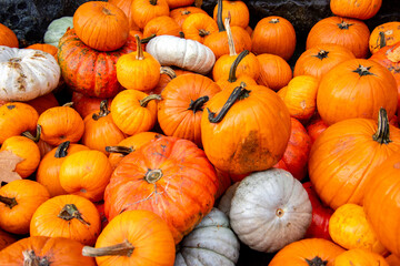 Pumpkins for autumn celebration decoration.  North Vancouver BC Canada
