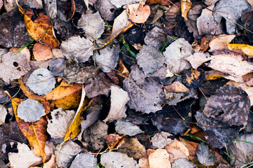 Textured background with fallen autumn leaves