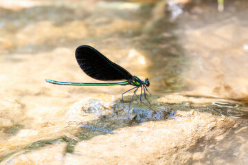 A Beautiful Black and Emerald Green Ebony Jewelwing (Calopteryx maculata) Damselfly Perched on a...