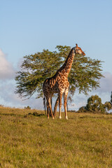 Giraffe in freier Wildbahn