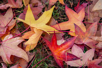 A picture of the autumn colourful fallen leaves.   Vancouver BC Canada

