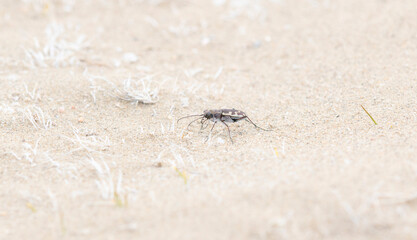Oblique-lined Tiger Beetle (Cicindela tranquebarica) on a Sandy Lake Bed in Colorado