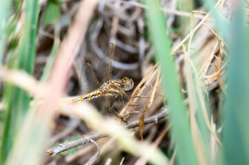 Variegated Meadowhawk (Sympetrum corruptum) Dragonfly Perched on a Tree Branch at a Marsh in Colorado