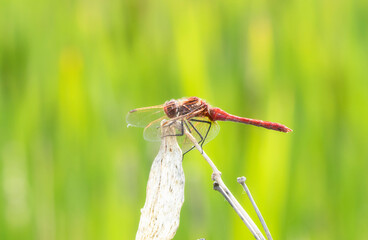 Saffron-winged Meadowhawk (Sympetrum costiferum) Perched on Dried Vegetation at a Marsh in Colorado