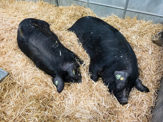 Couple sleeping pigs. Two young pigs are sleeping sweetly on a straw mat in a pigsty.
