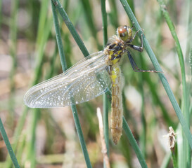 Four-spotted Skimmer (Libellula quadrimaculata) Teneral Just After Emergence at a Small Lake in the Mountains of Colorado
