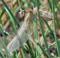 Four-spotted Skimmer (Libellula quadrimaculata) Teneral Just After Emergence with its Exoskeleton at a Small Lake in the Mountains of Colorado	