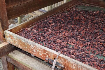 Traditional cocoa beans processing