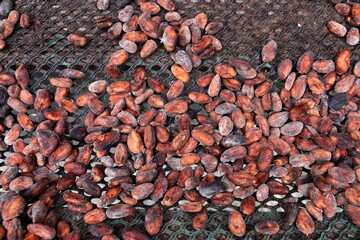 Cocoa seeds air dried