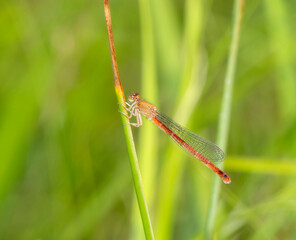 A Adult Female Western Red Damsel (Amphiagrion abbreviatum) Damselfly Perched on Green Vegetation by a Slow Moving Stream in Colorado