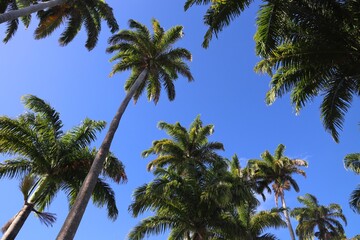 Palm trees in Guadeloupe. Caribbean island.