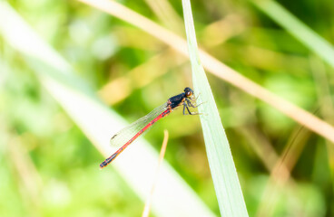 A Adult Male Western Red Damsel (Amphiagrion abbreviatum) Damselfly Perched on Green Vegetation by a Slow Moving Stream in Colorado