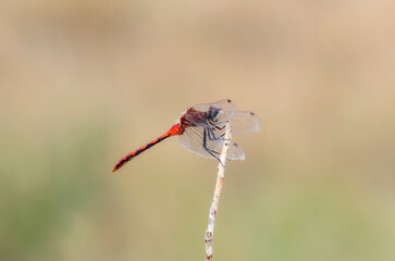 An Adult Male White-faced Meadowhawk (Sympetrum obtrusum) Dragonfly Perched on Green Vegetation at a Marsh in Colorado
