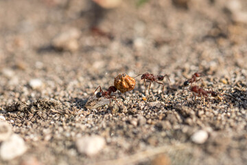 ant carrying food