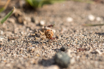 ant carrying food
