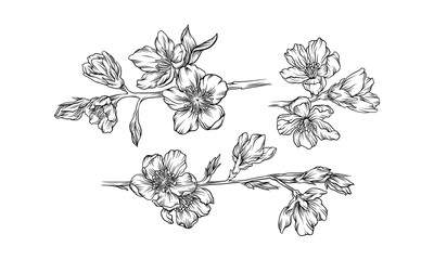 Hand Drawn Cherry Blossom Branches or Twigs Vector Set