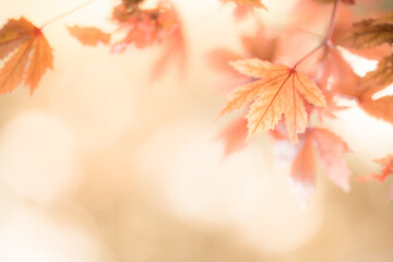 Nature of autumn leaf on blurred background in garden using as background natural autumn plants landscape wallpaper
