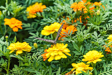 swallowtail butterfly perched in marigold