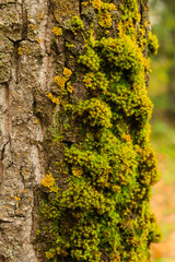 In the autumn forest, there is a trunk of an old birch covered with moss. Close-up