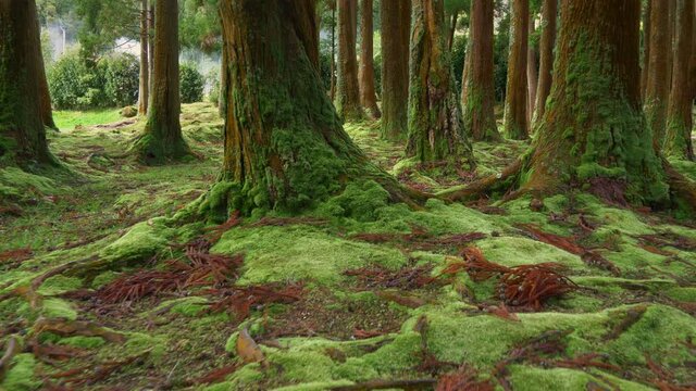 Trees overgrown with magnificent moss on Sao Miguel Island, Portuguese archipelago of the Azores. Walking among the trees in the magic forest. Gimbal shot, 4K