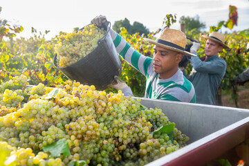 Naklejka na ściany i meble Successful Hispanic man owner of vineyard harvesting ripe white grapes in sunny autumn day, pouring crop from bucket in truck.